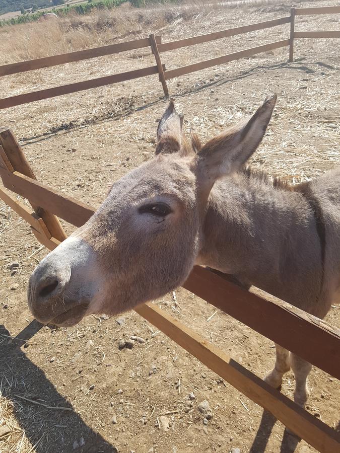 Perdaxius Agriturismo Gennemara B&B المظهر الخارجي الصورة
